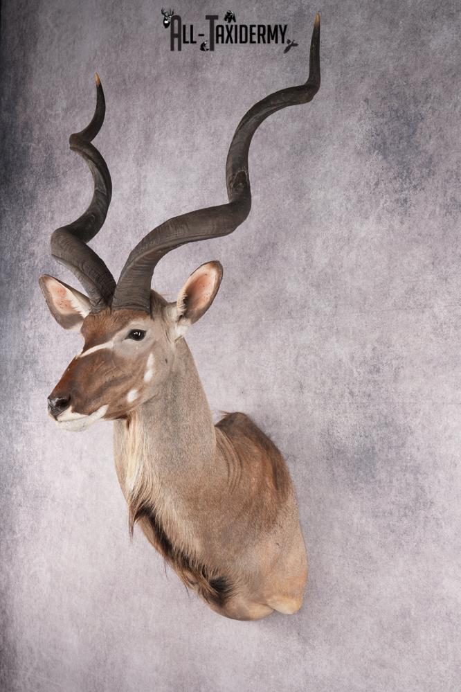 African Kudu taxidermy shoulder mount for sale SKU 2739 - Image 10