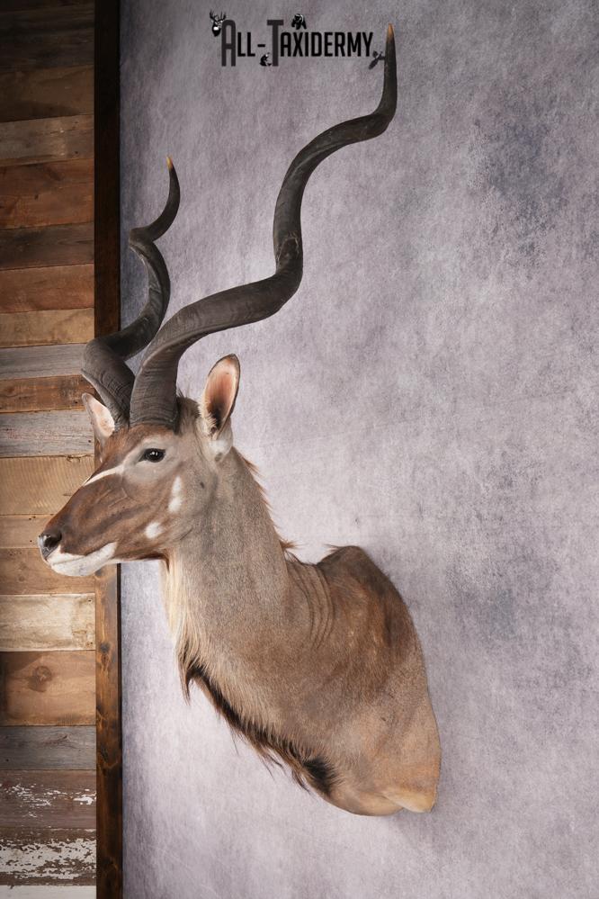 African Kudu taxidermy shoulder mount for sale SKU 2739 - Image 9
