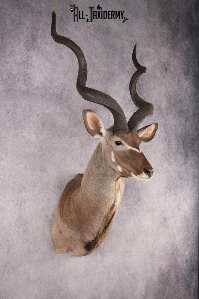 African Kudu taxidermy shoulder mount for sale SKU 2739 - Image 8