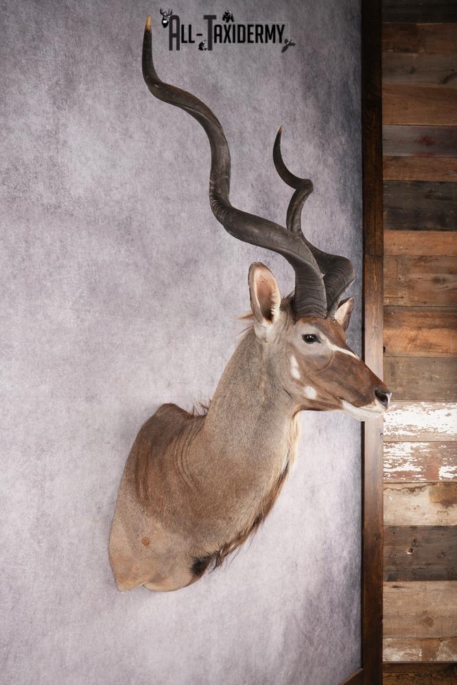 African Kudu taxidermy shoulder mount for sale SKU 2739 - Image 7