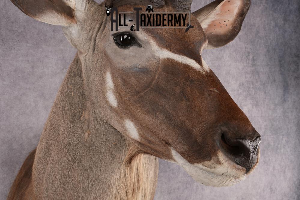 African Kudu taxidermy shoulder mount for sale SKU 2739 - Image 6