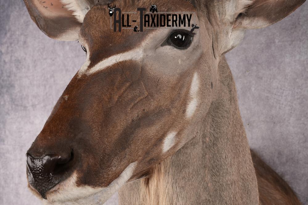 African Kudu taxidermy shoulder mount for sale SKU 2739 - Image 5