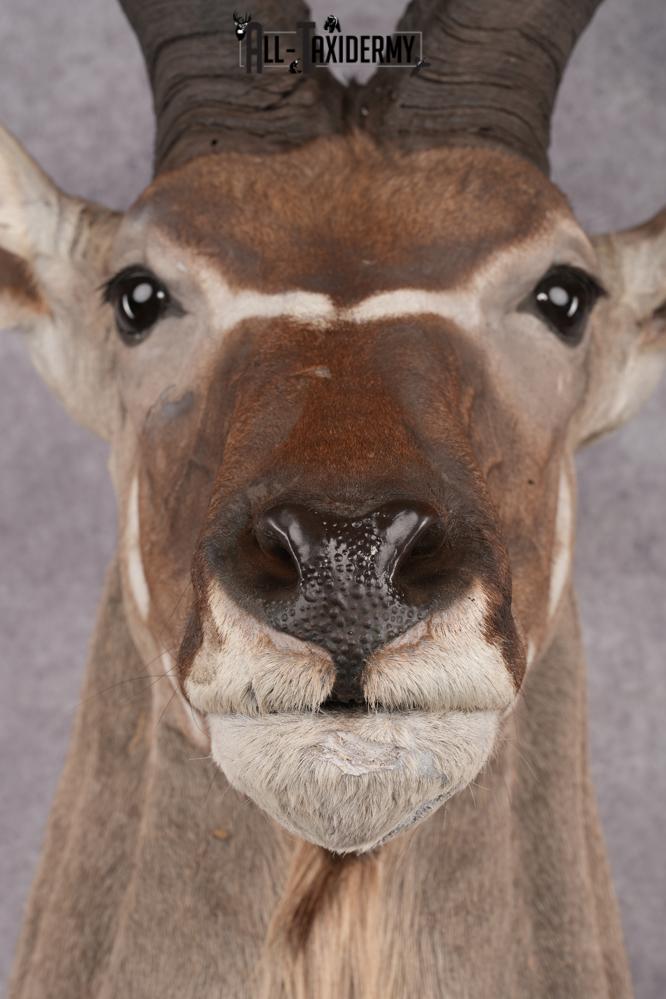 African Kudu taxidermy shoulder mount for sale SKU 2739 - Image 4