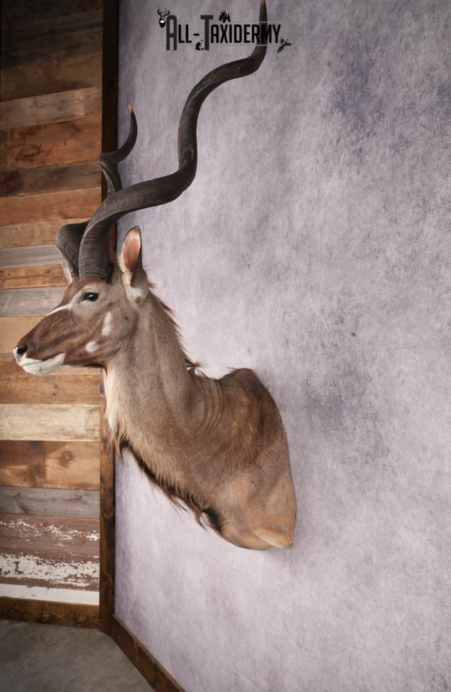 African Kudu taxidermy shoulder mount for sale SKU 2739 - Image 3