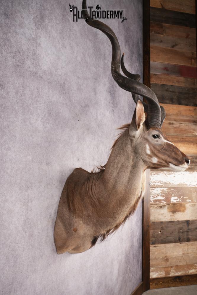 African Kudu taxidermy shoulder mount for sale SKU 2739 - Image 2