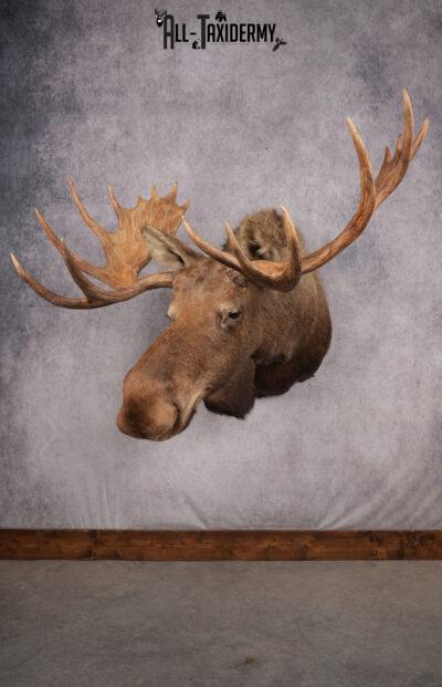 Alaskan/yukon Moose taxidermy shoulder mount for sale SKU 2744