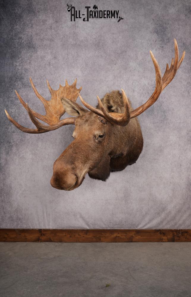 Alaskan/yukon Moose taxidermy shoulder mount for sale SKU 2744