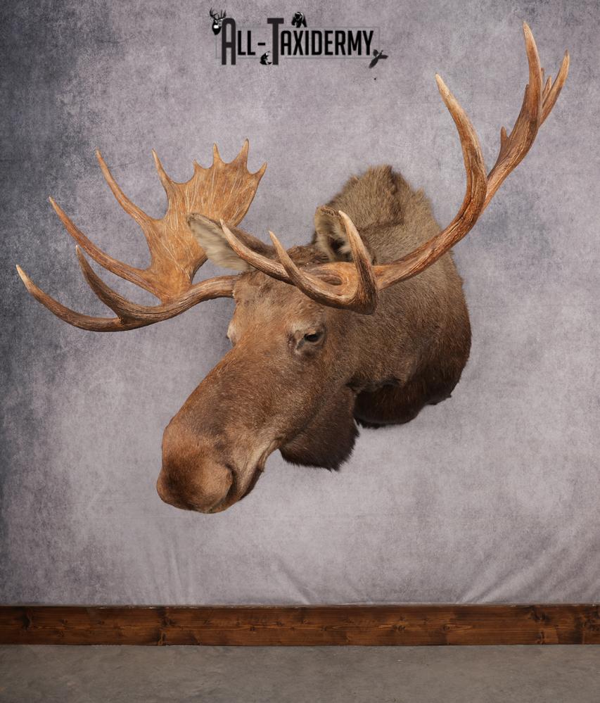Alaskan/yukon Moose taxidermy shoulder mount for sale SKU 2744 - Image 17