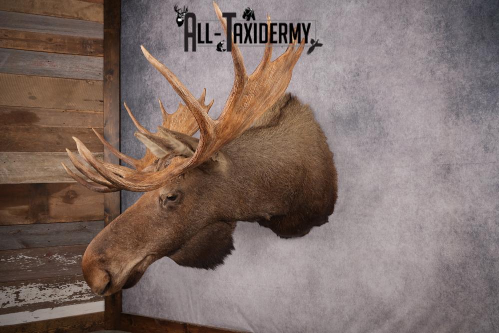 Alaskan/yukon Moose taxidermy shoulder mount for sale SKU 2744 - Image 16