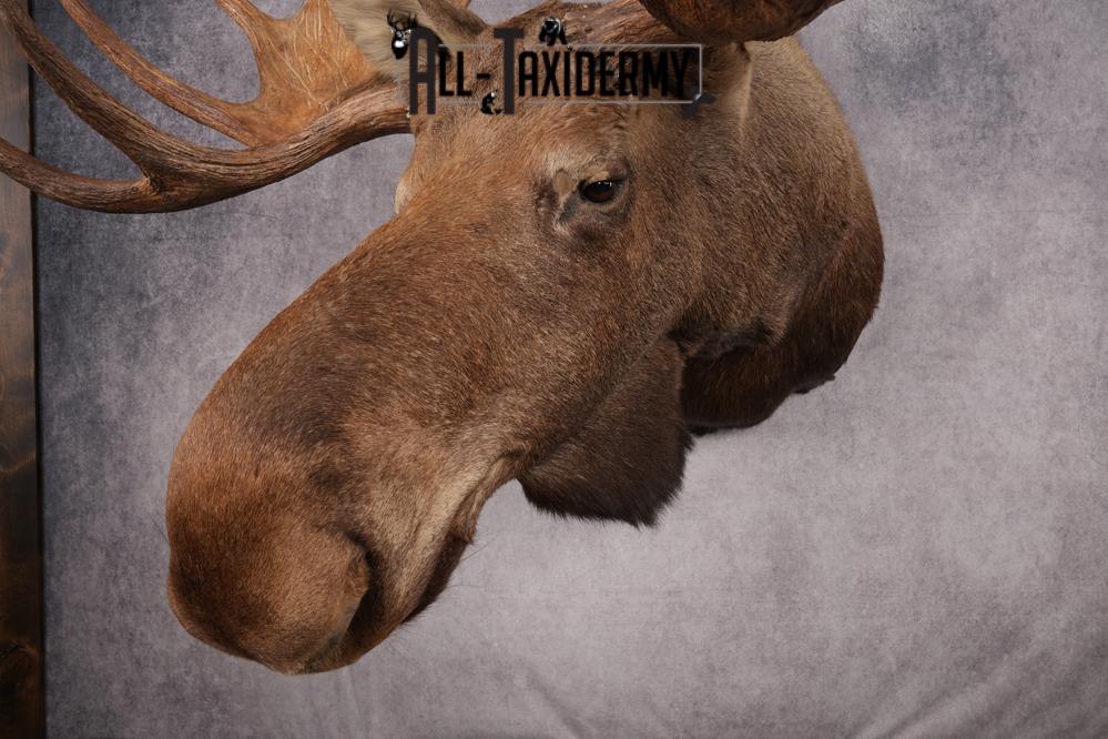 Alaskan/yukon Moose taxidermy shoulder mount for sale SKU 2744 - Image 15
