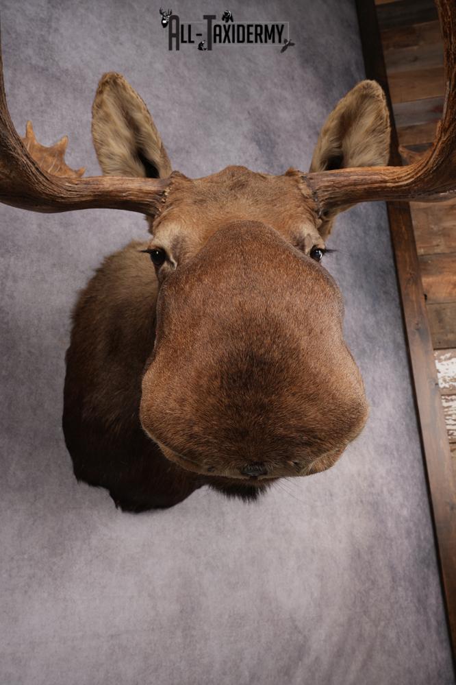 Alaskan/yukon Moose taxidermy shoulder mount for sale SKU 2744 - Image 14