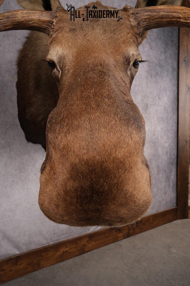 Alaskan/yukon Moose taxidermy shoulder mount for sale SKU 2744 - Image 13