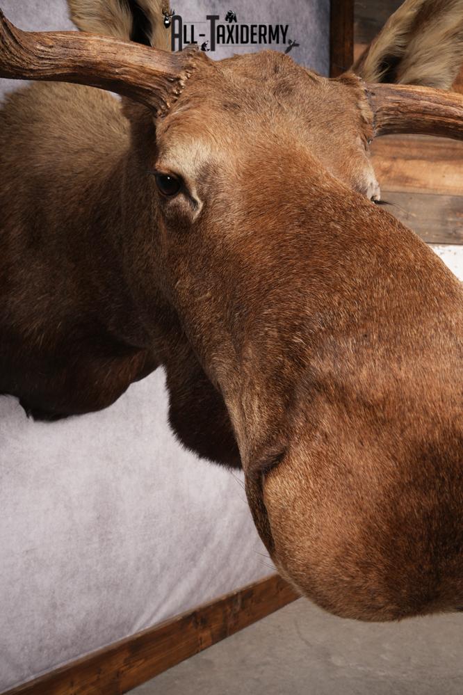 Alaskan/yukon Moose taxidermy shoulder mount for sale SKU 2744 - Image 12