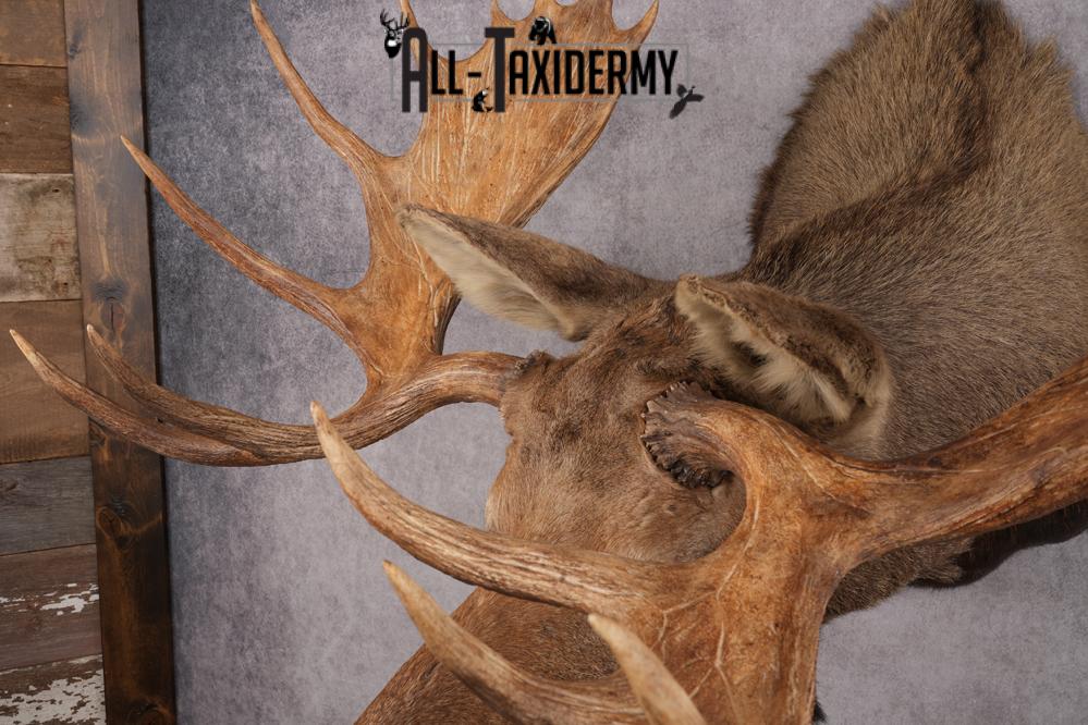 Alaskan/yukon Moose taxidermy shoulder mount for sale SKU 2744 - Image 11