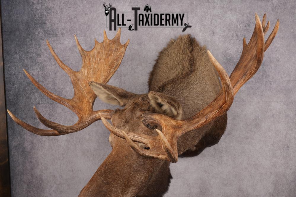 Alaskan/yukon Moose taxidermy shoulder mount for sale SKU 2744 - Image 10