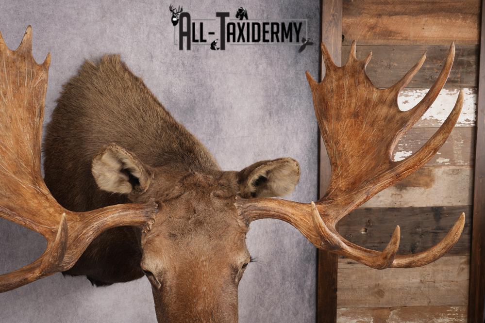Alaskan/yukon Moose taxidermy shoulder mount for sale SKU 2744 - Image 9
