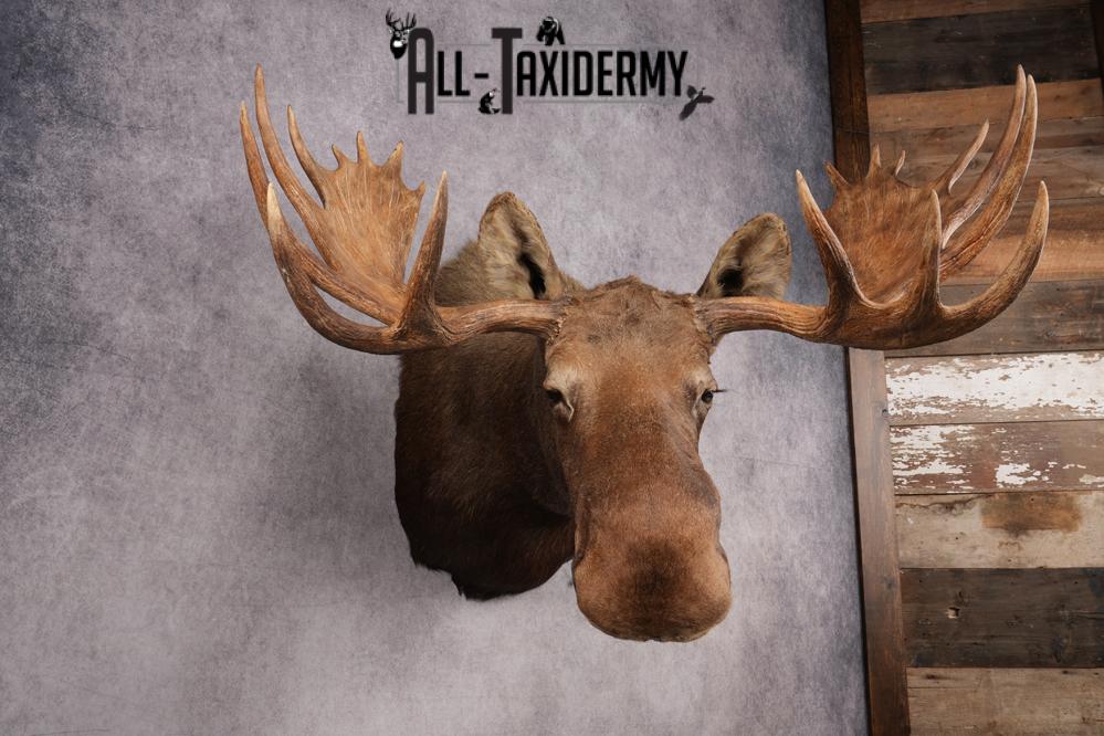 Alaskan/yukon Moose taxidermy shoulder mount for sale SKU 2744 - Image 8