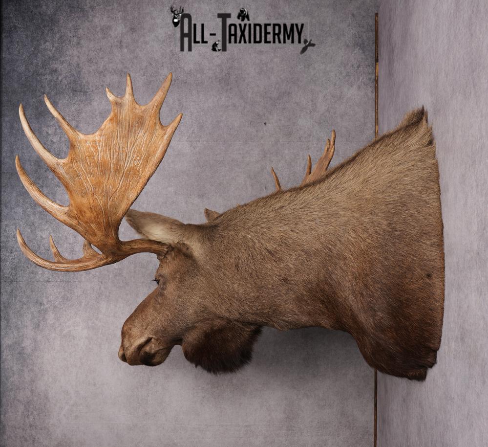 Alaskan/yukon Moose taxidermy shoulder mount for sale SKU 2744 - Image 7