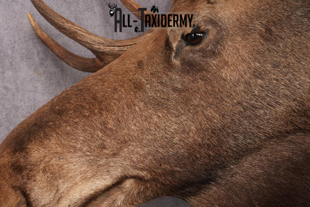 Alaskan/yukon Moose taxidermy shoulder mount for sale SKU 2744 - Image 6