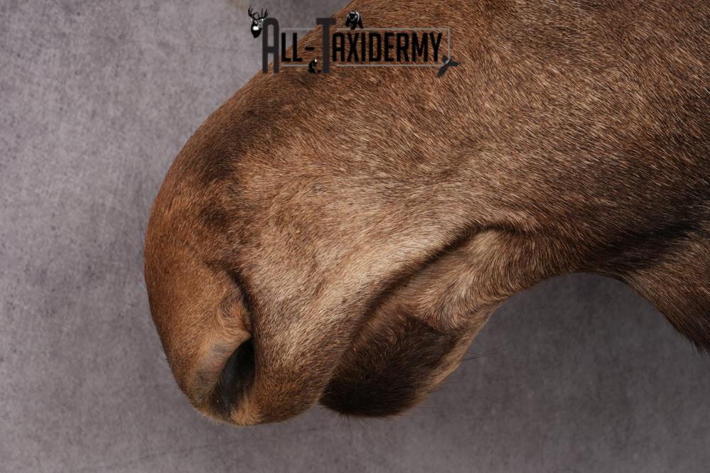 Alaskan/yukon Moose taxidermy shoulder mount for sale SKU 2744 - Image 5