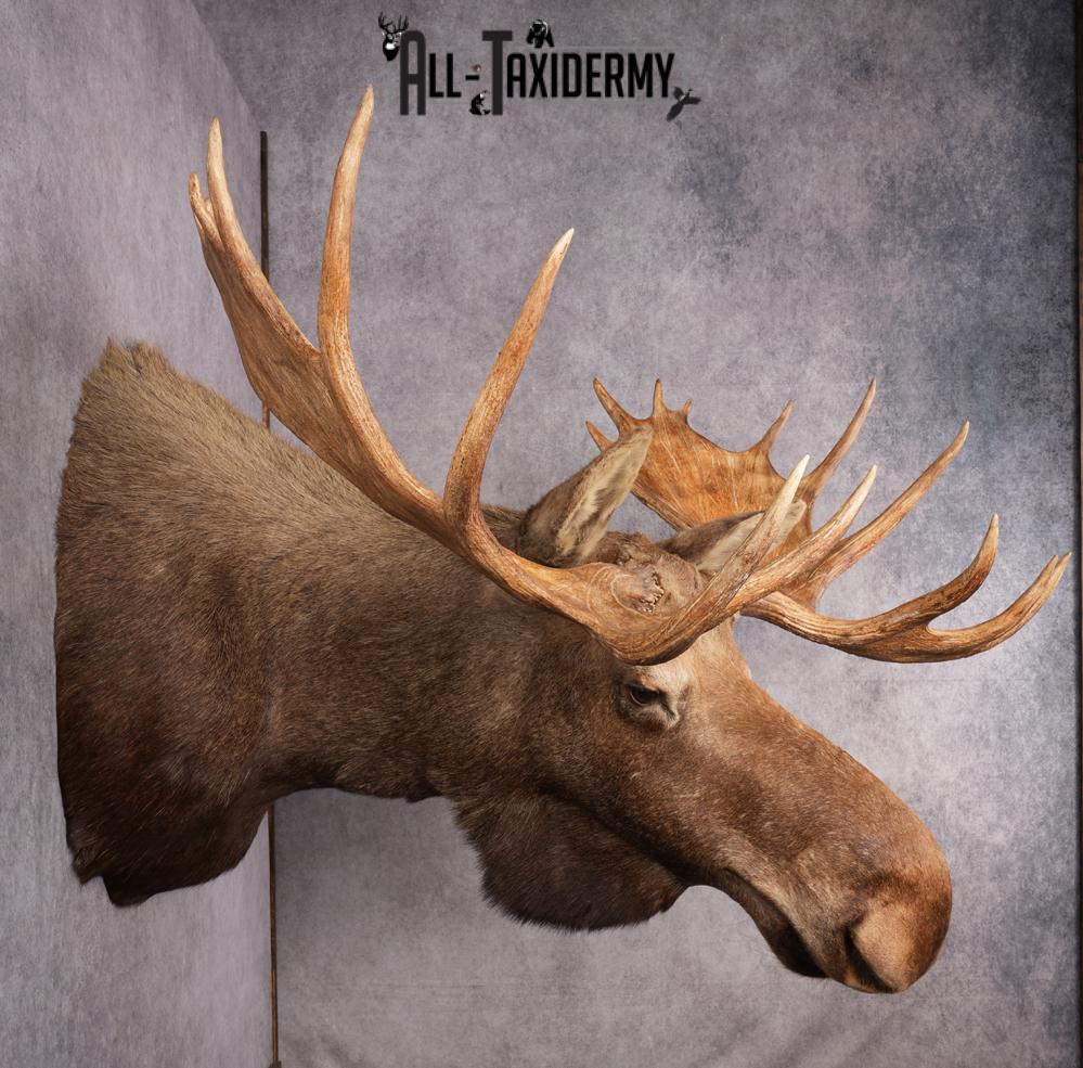 Alaskan/yukon Moose taxidermy shoulder mount for sale SKU 2744 - Image 4