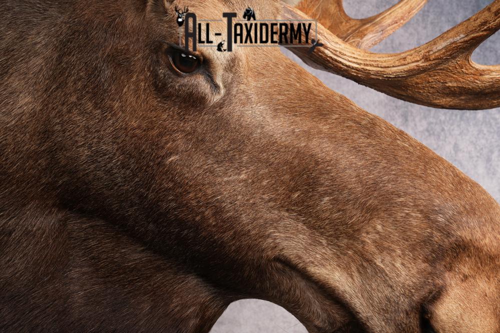 Alaskan/yukon Moose taxidermy shoulder mount for sale SKU 2744 - Image 3