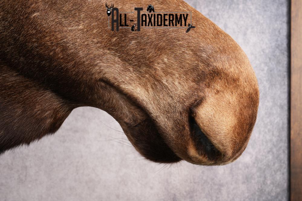 Alaskan/yukon Moose taxidermy shoulder mount for sale SKU 2744 - Image 2