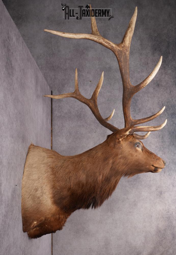 Elk taxidermy shoulder mount for sale SKU 2696 - Image 12