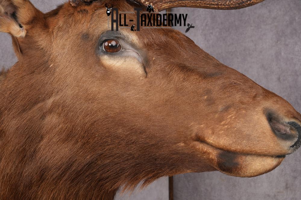 Elk taxidermy shoulder mount for sale SKU 2696 - Image 11