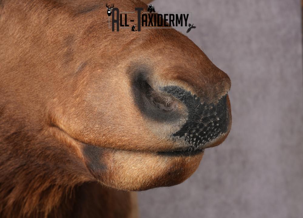 Elk taxidermy shoulder mount for sale SKU 2696 - Image 10