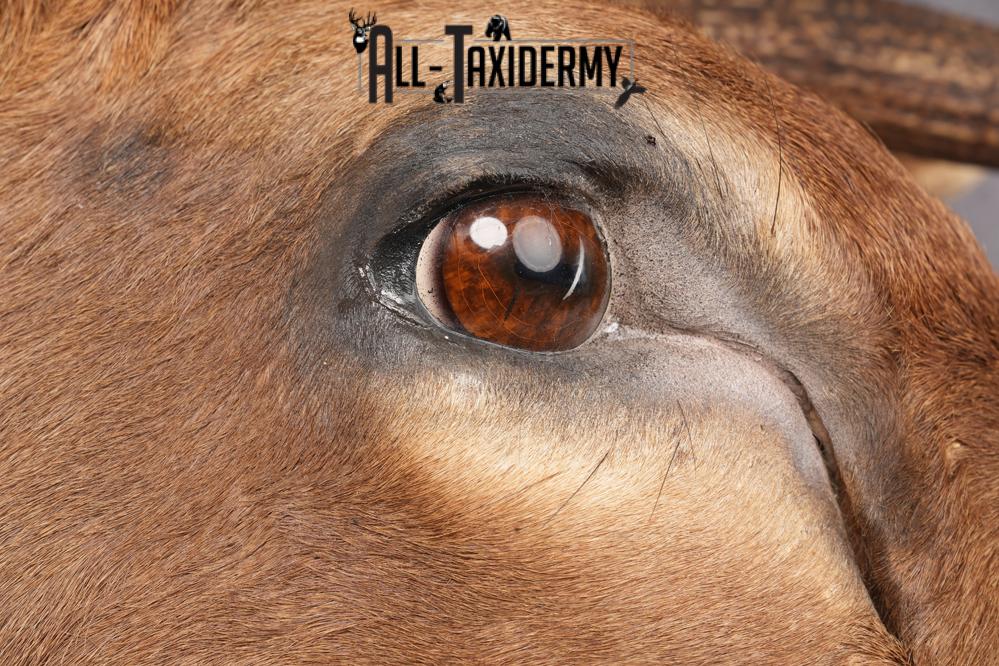 Elk taxidermy shoulder mount for sale SKU 2696 - Image 9