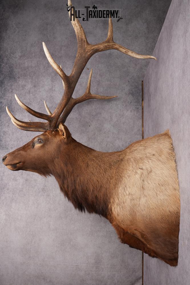 Elk taxidermy shoulder mount for sale SKU 2696 - Image 8