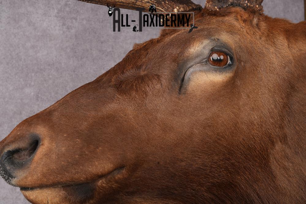 Elk taxidermy shoulder mount for sale SKU 2696 - Image 7