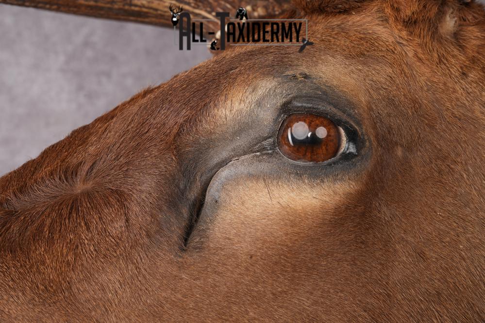 Elk taxidermy shoulder mount for sale SKU 2696 - Image 6