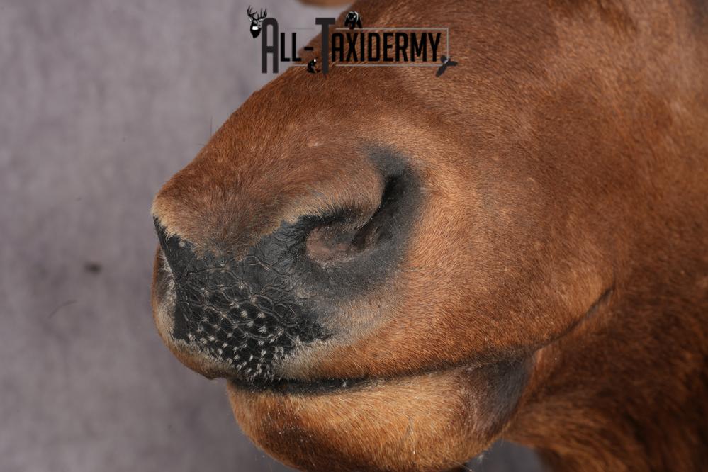 Elk taxidermy shoulder mount for sale SKU 2696 - Image 5