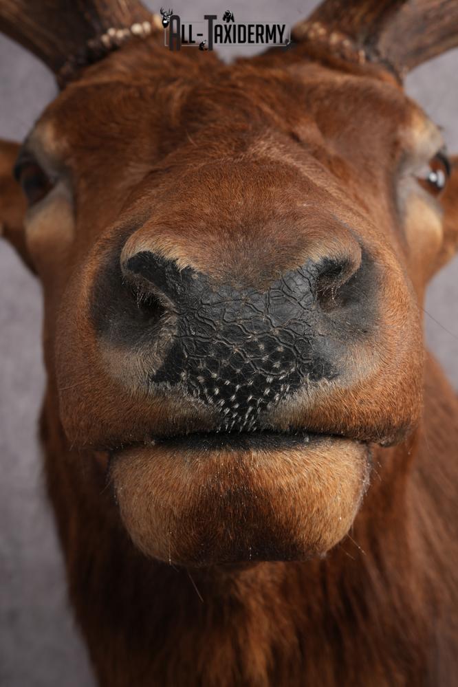 Elk taxidermy shoulder mount for sale SKU 2696 - Image 4