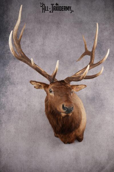Elk taxidermy shoulder mount for sale SKU 2696