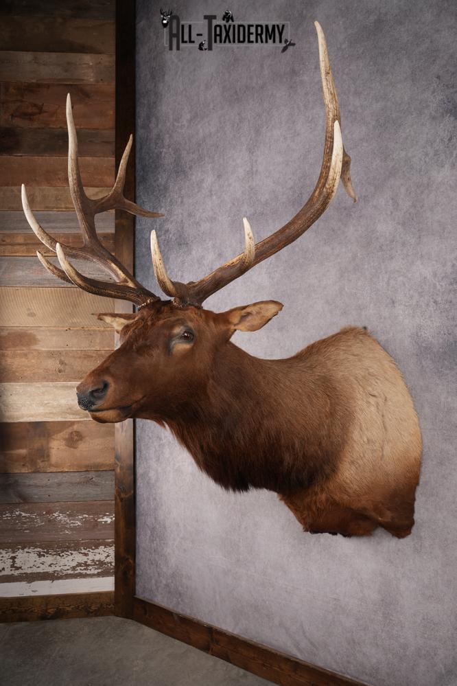 Elk taxidermy shoulder mount for sale SKU 2696 - Image 3