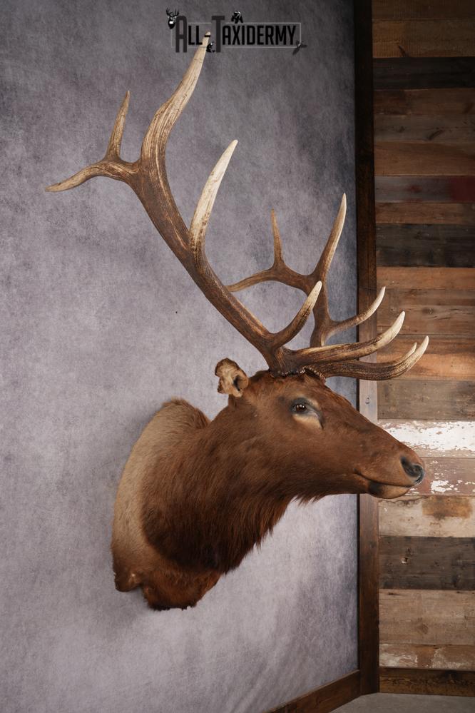 Elk taxidermy shoulder mount for sale SKU 2696 - Image 2