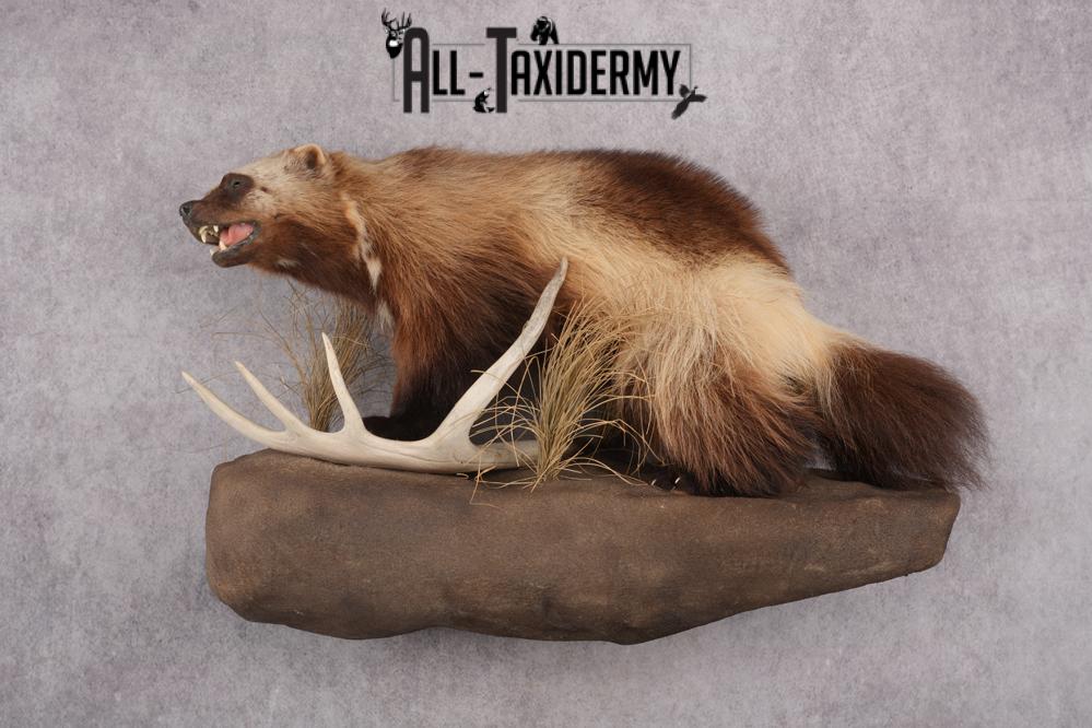 Full Body wolverine taxidermy mount for sale SKU 2745 - Image 10