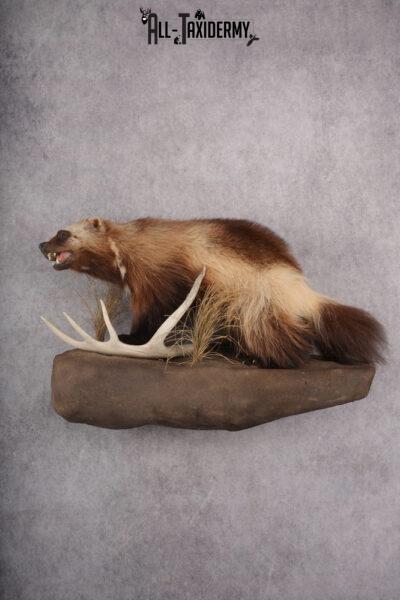 Full Body wolverine taxidermy mount for sale SKU 2745