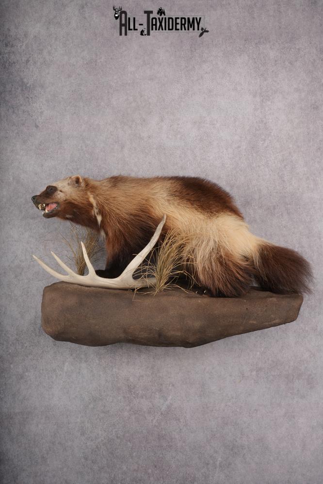 Full Body wolverine taxidermy mount for sale SKU 2745