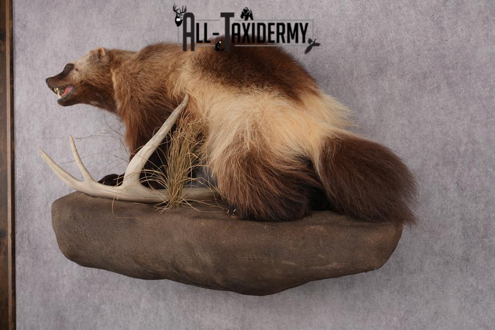Full Body wolverine taxidermy mount for sale SKU 2745 - Image 9
