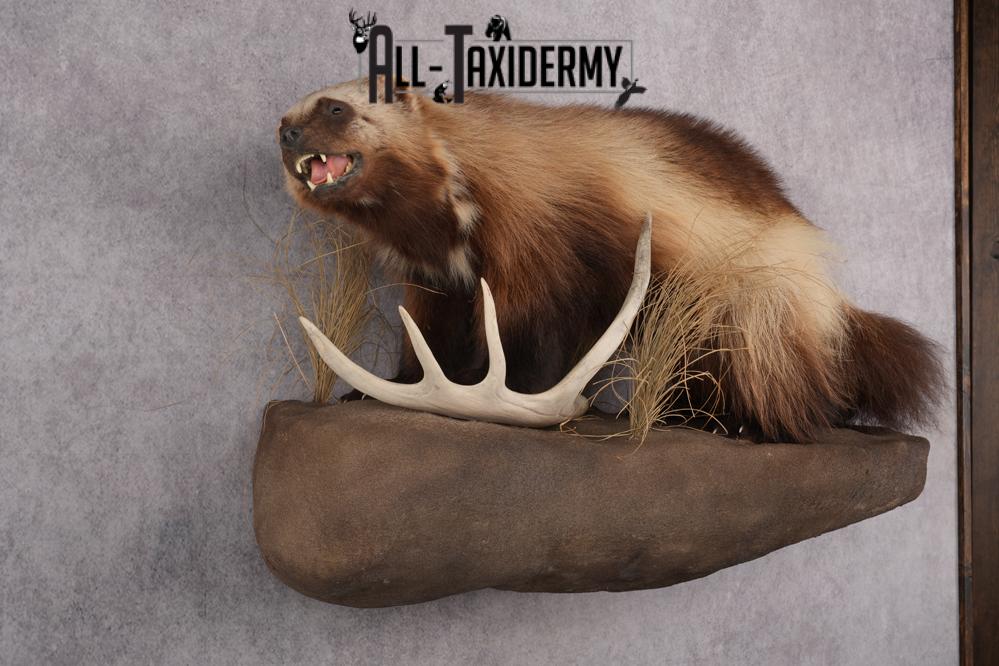 Full Body wolverine taxidermy mount for sale SKU 2745 - Image 8