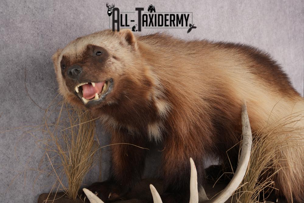 Full Body wolverine taxidermy mount for sale SKU 2745 - Image 7