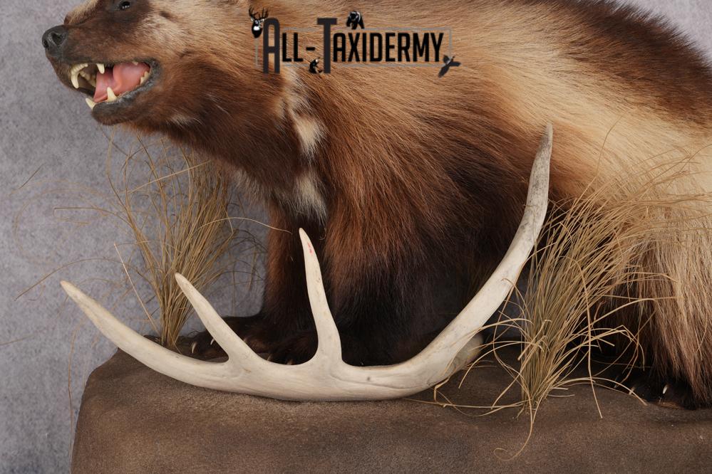 Full Body wolverine taxidermy mount for sale SKU 2745 - Image 6