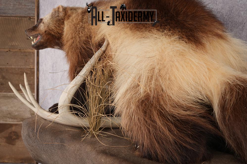 Full Body wolverine taxidermy mount for sale SKU 2745 - Image 5