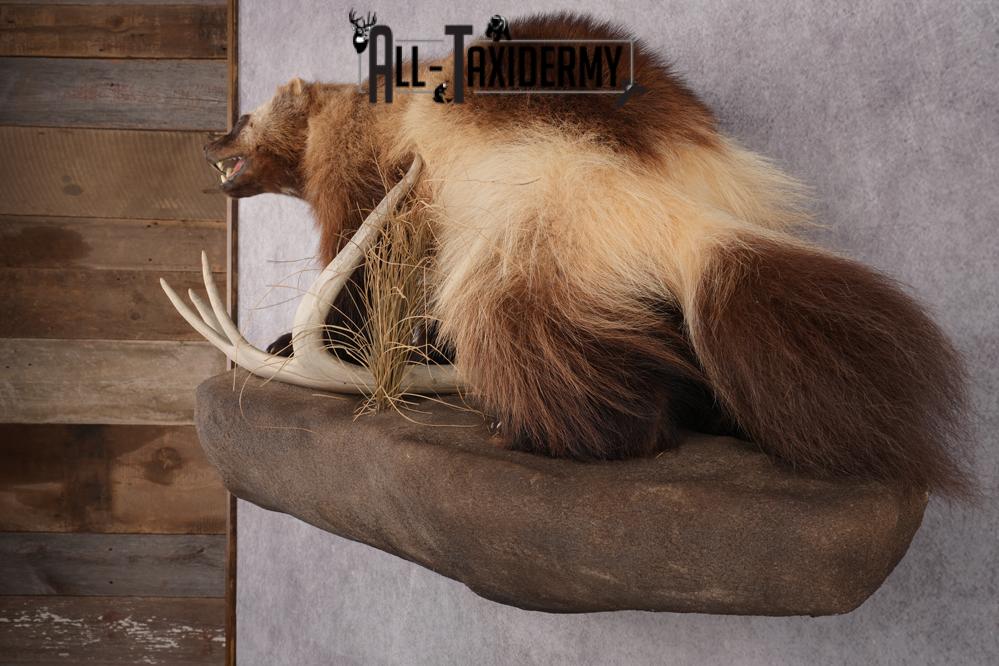 Full Body wolverine taxidermy mount for sale SKU 2745 - Image 4