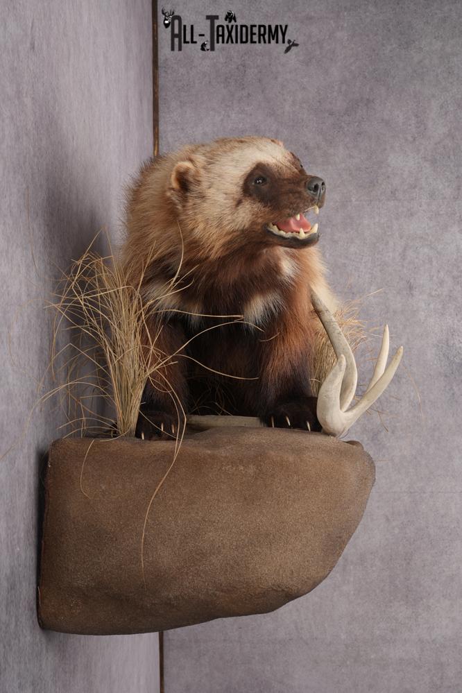 Wolverine Taxidermy Mount