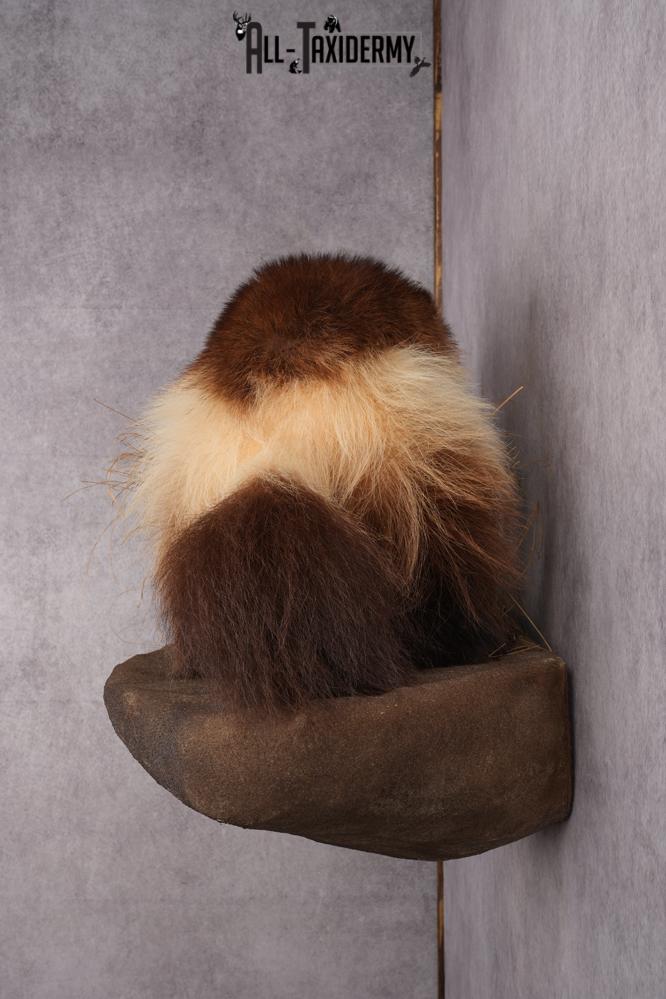 Full Body wolverine taxidermy mount for sale SKU 2745 - Image 2